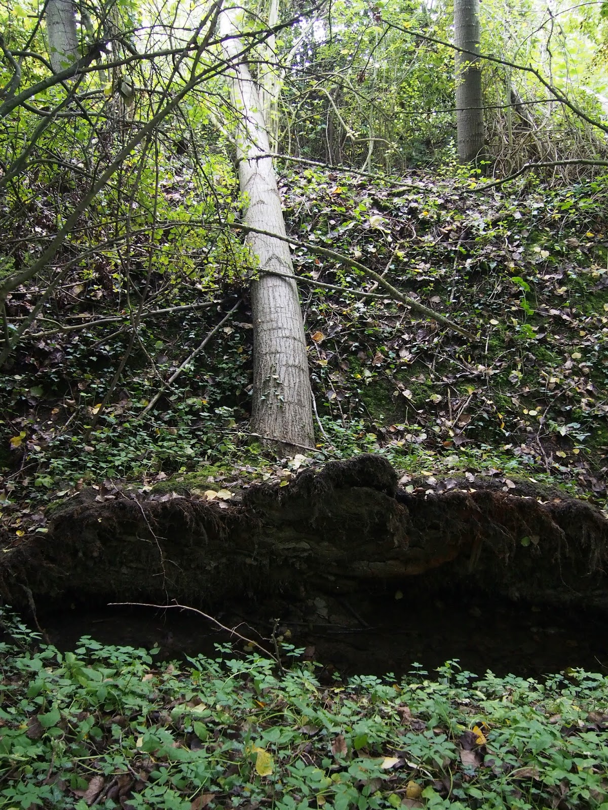 Jessy Maesen Kuttekoven