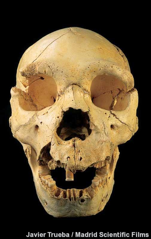 Homo heidelbergensis