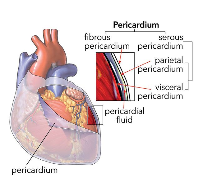 Human Heart