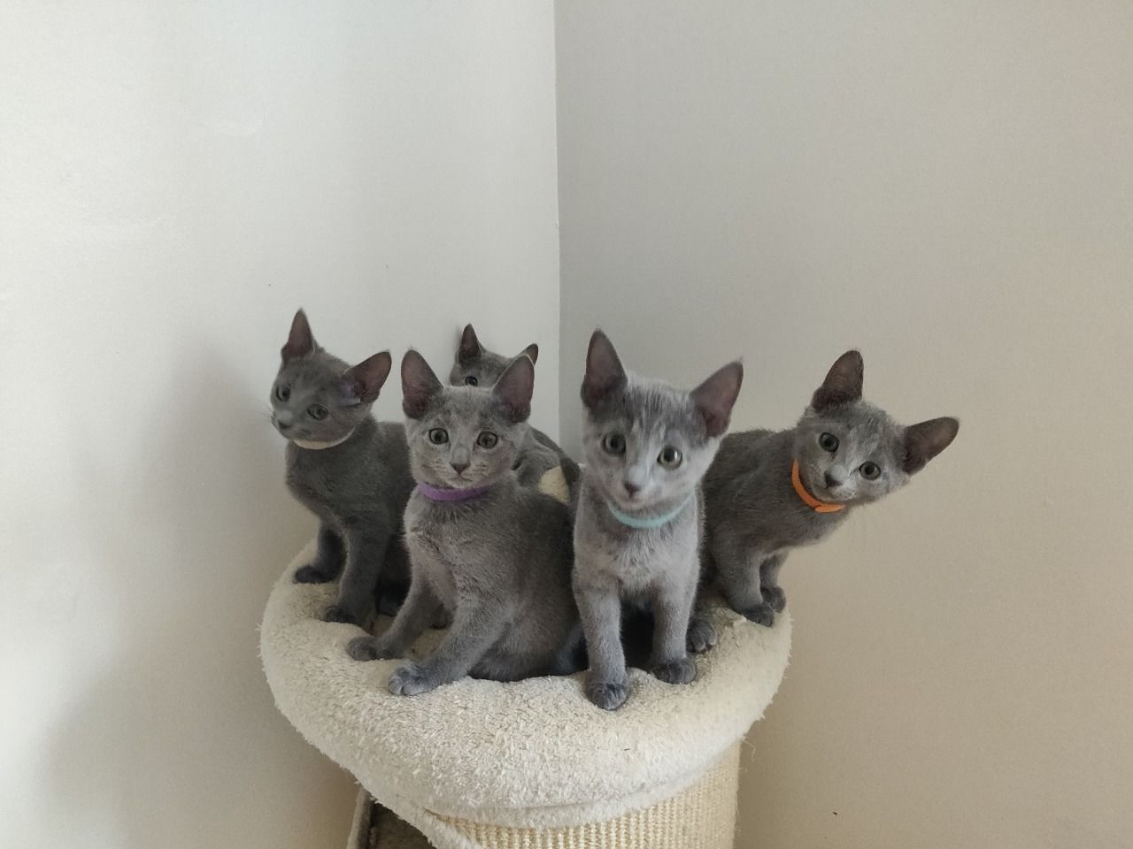 The Kuwait Cats and kittens Adoption and sales email us at