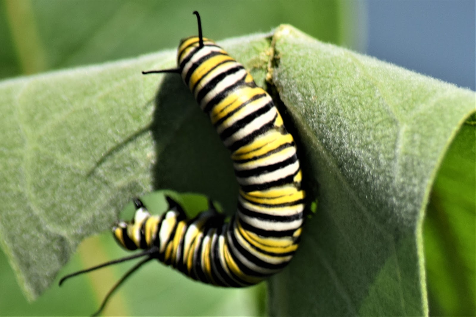 nature tales and camera trails A Monarch Butterfly Caterpillar for
