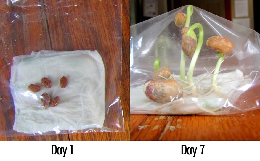 Growing beans in a plastic bag Ideas My Favorite Things