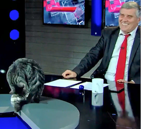 Cat invades TV show and presenter likes it