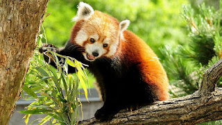 International Red Panda Day 2021: Facts about Red Panda