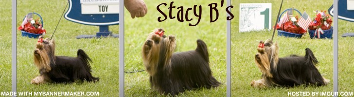 Stacy B Shih Tzu and Yorkshire Terrier