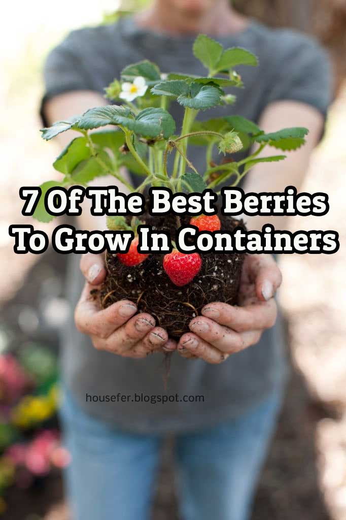 7 Of The Best Berries To Grow In Containers