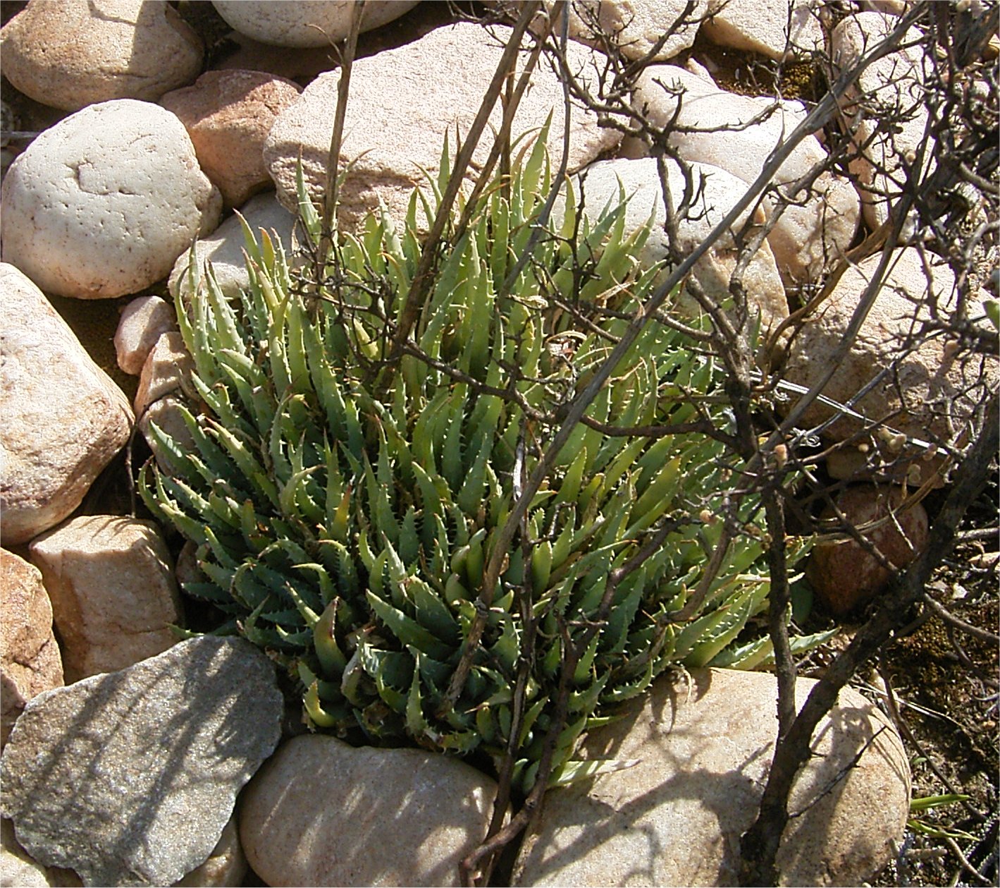 Aloe humilis East of Calitzdorp