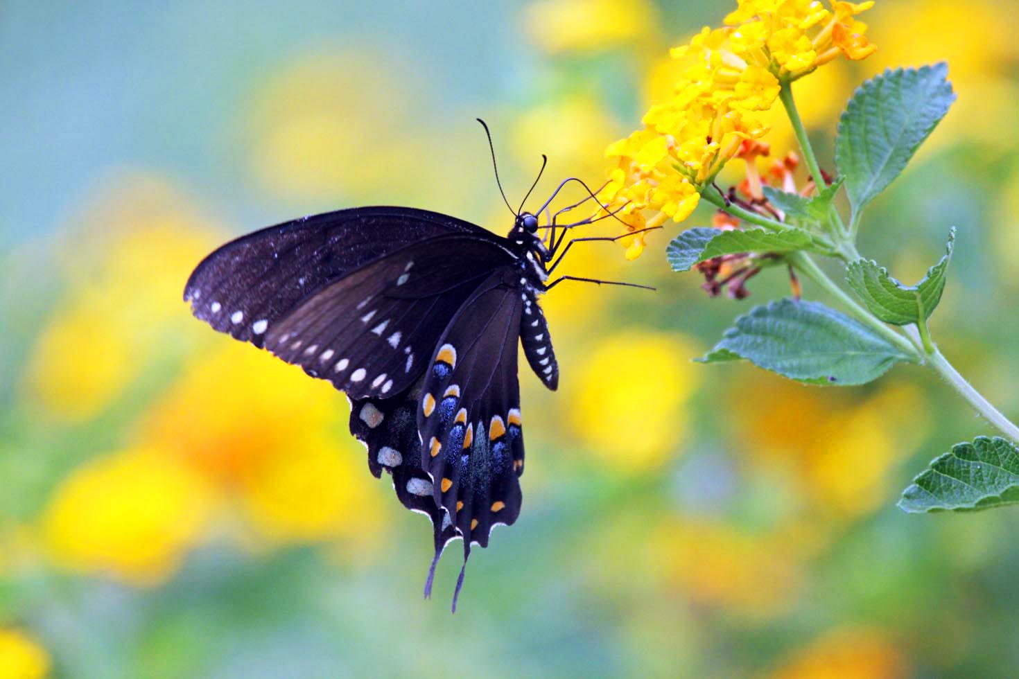 Southern Lagniappe Butterflies, Birds, and Blooms