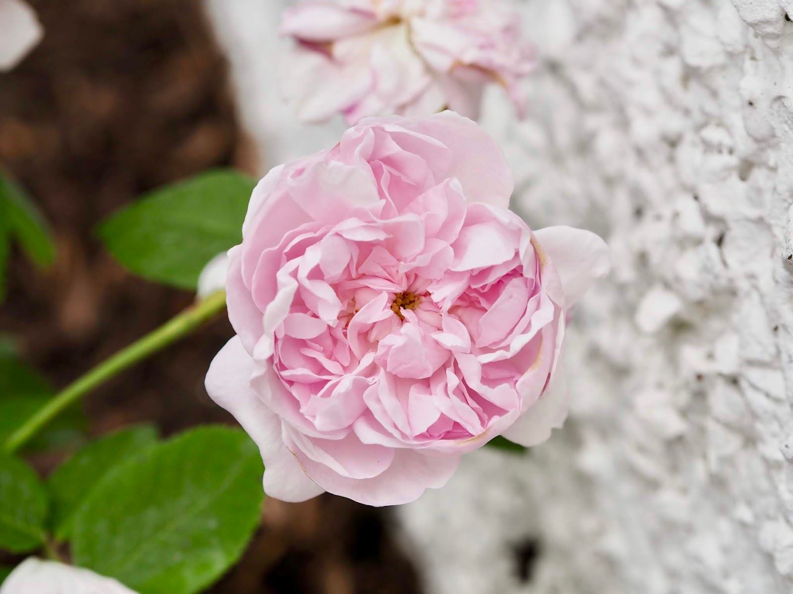 My beginners guide to gardening