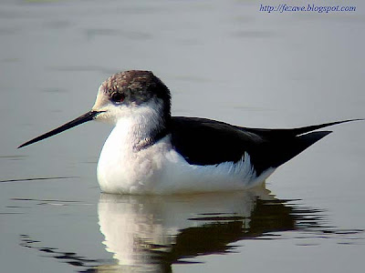 Black-winged stilt