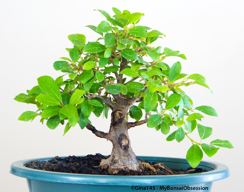 My Bonsai Obsession Clip and Grow Bonsai