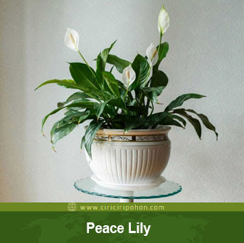 ciri ciri pohon peace lily