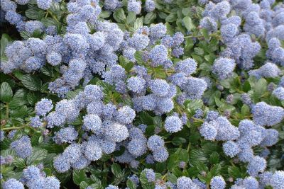 wszystko o kwiatach: SZAFIROWY BEZ KALIFORNIJSKI - PRUSZNIK - CEANOTHUS