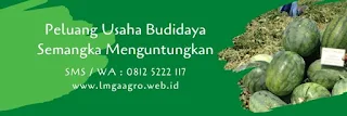 harga bibit semangka inul, semangka kuning, Esteem f1, manfaat semangka, cara menanam semangka, pohon semangka, jual benih semangka, toko pertanian, toko online, lmga agro