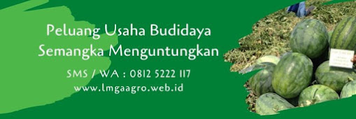 Daun Semangka Tumbuh Sehat Tanpa Bercak, Keriting dan Kuning Daun semangka, tanaman semangka, buah semangka, cara menanam semangka, jual benih semangka, toko pertanian, toko online, lmga agro