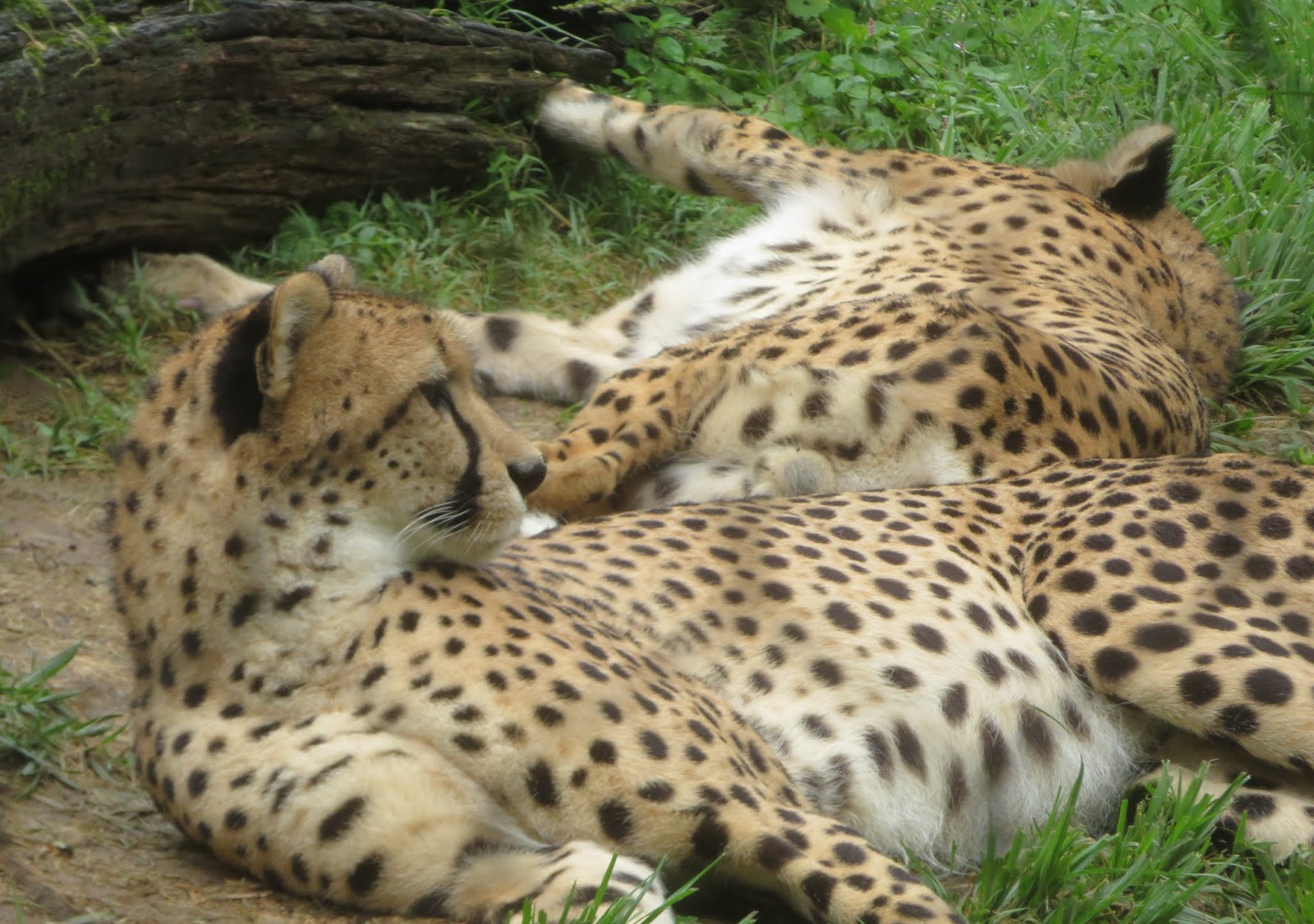 Randuwa II: Smithsonian National Zoo: Cheetah