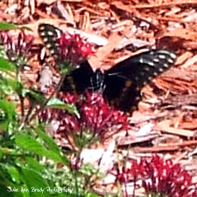 Eastern Black Swallowtail Butterfly Eastern Black Swallowtail Butterfly