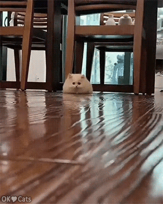 Cute Cat GIF • Sneaky attack of the white floof. New cat breed: the Hamster-Cat.” [cat-gifs.com]