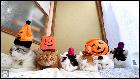 Funny Cat GIF • Happy Halloween Shironeko family. Look at these 6 cute and patient Cats Funny Cat GIF • Happy Halloween Shironeko family. Look at these 6 cute and patient Cats