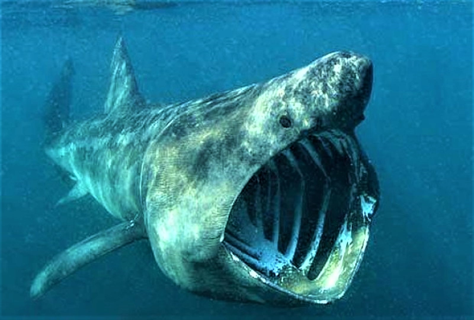 Fieggentrio: Lang zullen ze leven: Groenlandse haai.