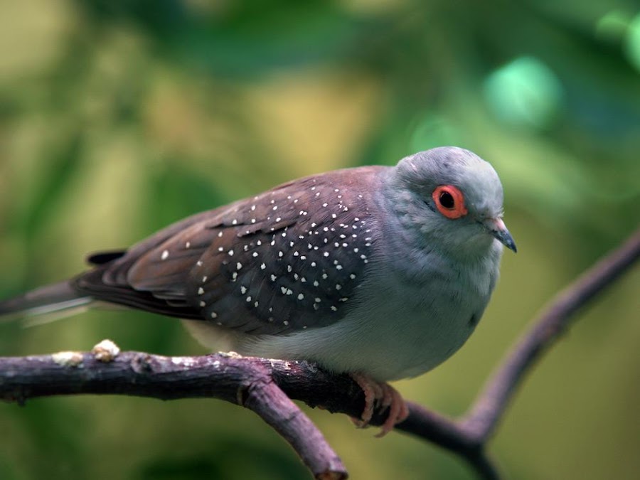 tortola diamante