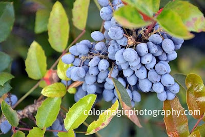 Blue berries of Creeping Oregon Grape