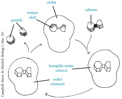 seputar kandungan: Model Gembok – Kunci (Lock and Key) Enzim