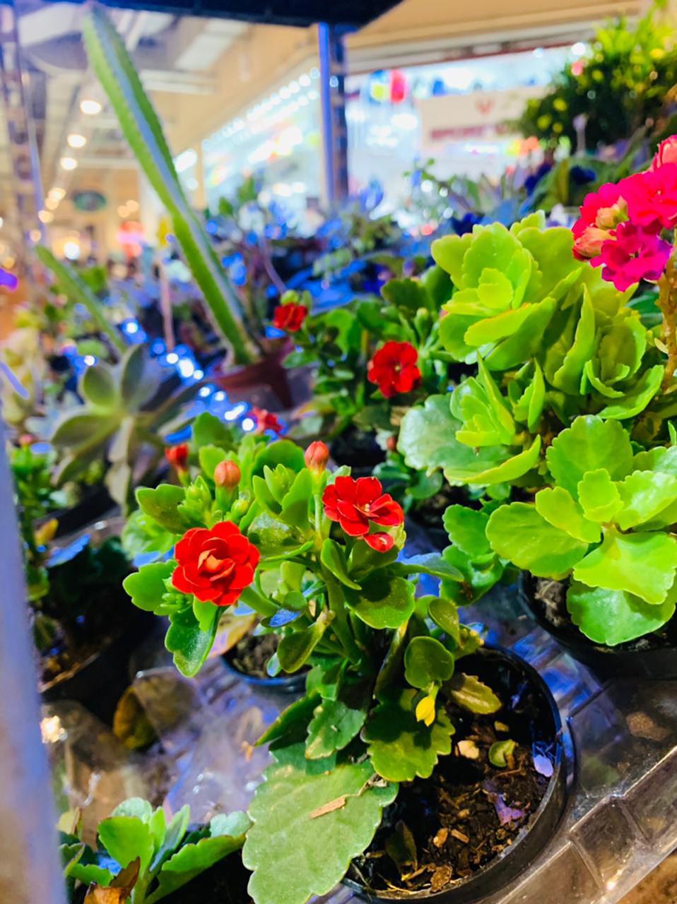 Feira das Flores agita o fim de semana no Bangu Shopping  Jornalwebdigital