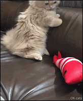 Funny Kitten GIF • When suddenly your cute kitty becomes a killer, wildly bunny kicking his toy!