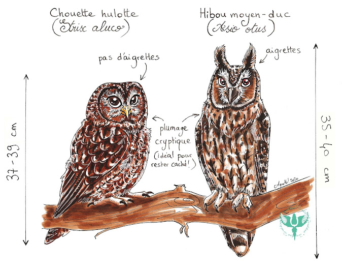 Quelle Est La Difference Entre La Chouette Et Le Hibou Animaniacs Images