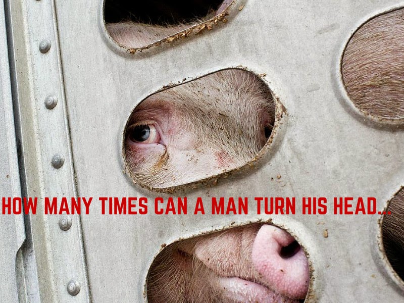 Animalisti FVG How many times can a man turn his head... di Rodrigo