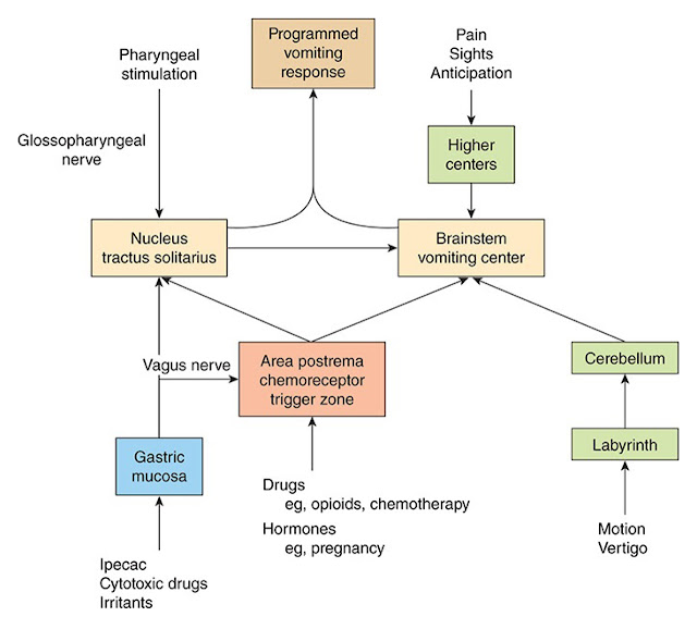 Medical Terms & Сlinical Сases Vomiting