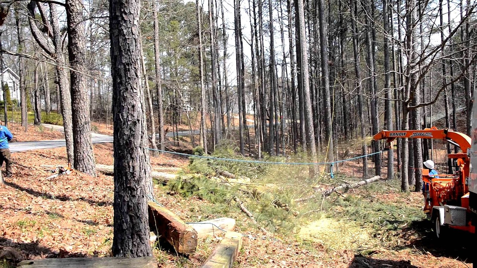 Squirrel Tree Services Tree Choices