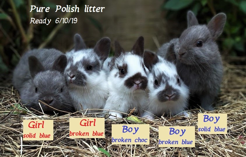 polish for rabbit