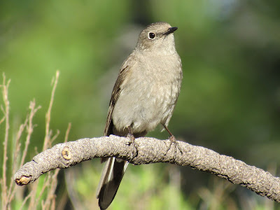 Lassen Volcanic National Park California birding hotspot