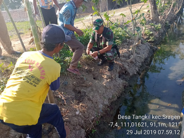 Babinsa Desa Tangkil Bersama Petani Gropyokan Tikus di Sawah