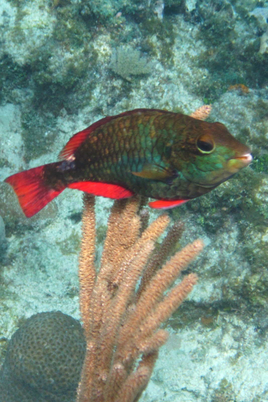 Linward: Roatan - 2012