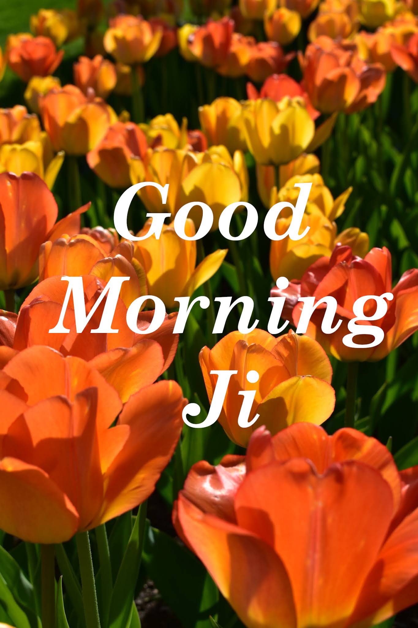 Top 10 Good Morning ji images Photos , greetings, pictures for Whatsapp