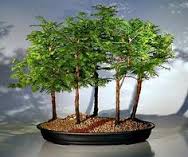 Cara Membuat Tanaman Bonsai Paling Mudah