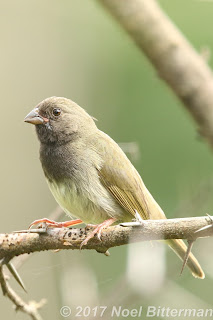 Black-faced Grassquit