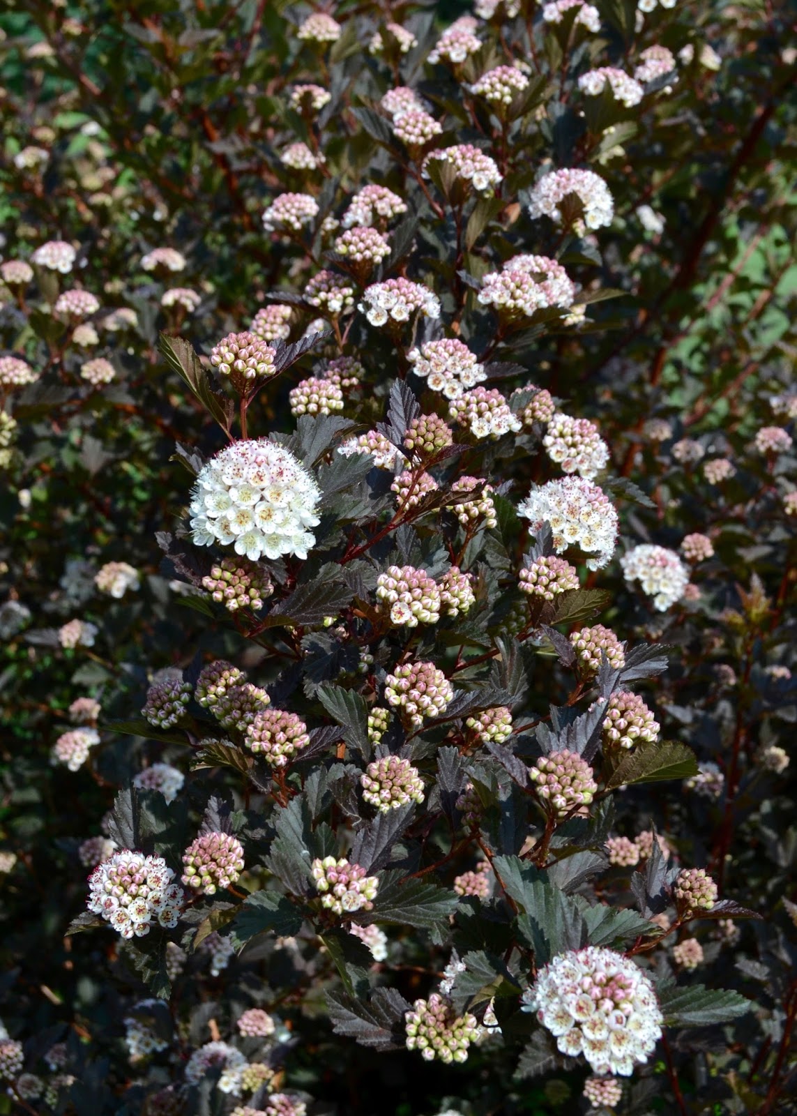 Plant Inventory at 20 Timothy Physocarpus opulifolius / Ninebark