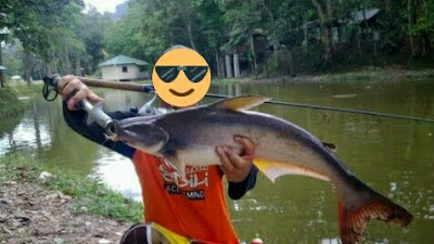 umpan Ikan patin liar di sungai & danau