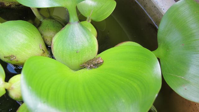 Julie Zickefoose On Blogspot They re Gray Tree Frogs julie-zickefoose-on-blogspot-they-re-gray-tree-frogs