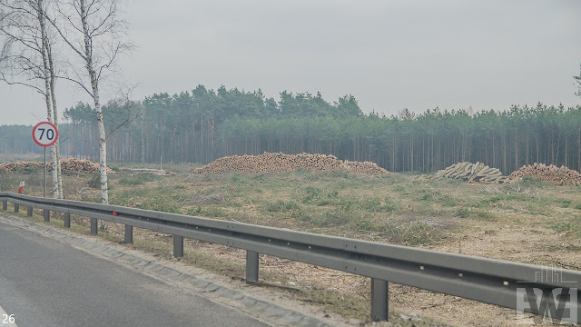 Wycinka drzew pomiędzy Szubinem a Bydgoszczą