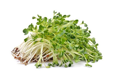 Mengenal Tanaman Alfalfa Mengenal Tanaman Alfalfa