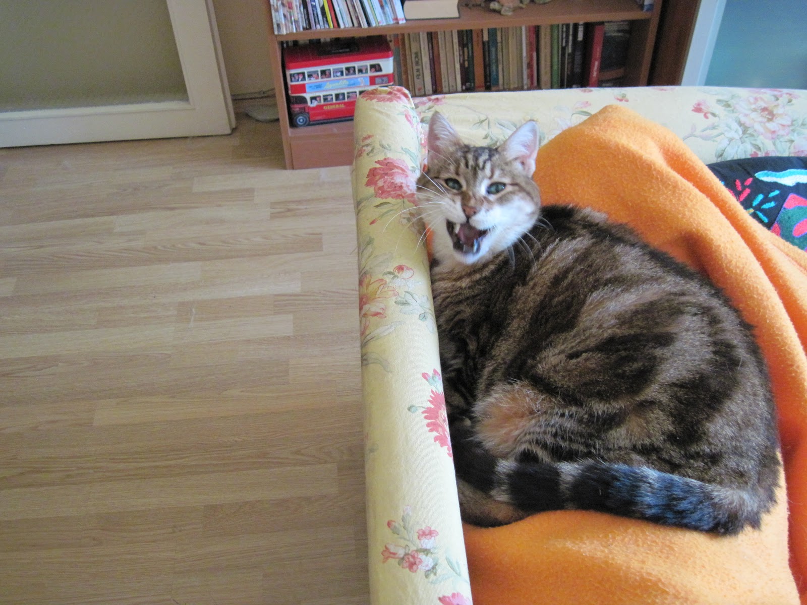 dokuz canlı kedi Büyü zamanı