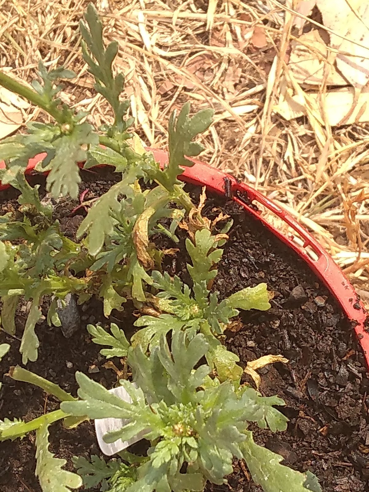 Mudflower Edible chrysanthemum days to harvest