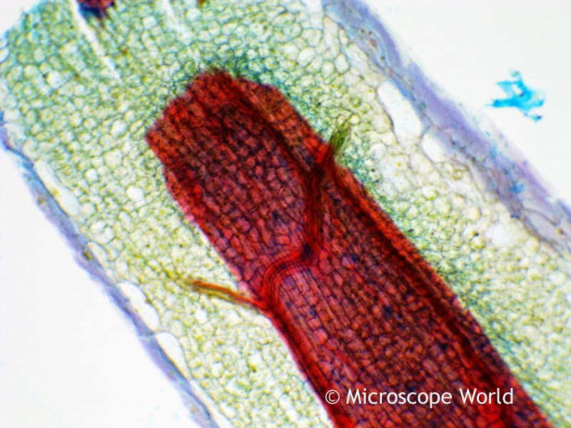 Mustard Capsella under the microscope.