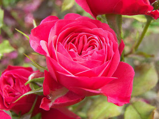 गुलाब का फूल फोटो डाउनलोड, फूलों के फोटो, दिल के फोटो, गुलाब शायरी, फूल गुलाब, गुलाब फूल की खेती, कमल के फूल, गुलाब के फूल के उपयोग, गुलाब फूल वॉलपेपर