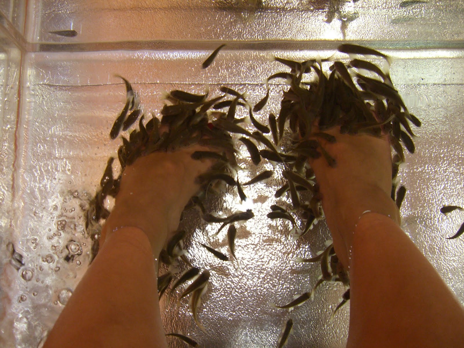 Inside the artisan Fish Pedicure!